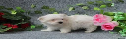 Bichón Maltés perros en venta: PRECIOSOS BICHON MALTES  LINEA TOY  - Anuncio 9