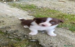Border Collie perros en venta: Border collie  - Imagen 2