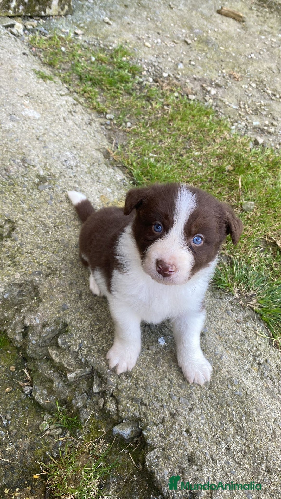 Border Collie perros en venta: Border collie  - Imagen 2