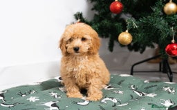 Caniche Mediano perros en venta: Caniche enano disponibles!! - Anuncio 7