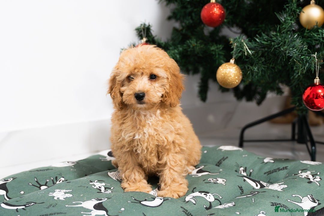 Caniche Mediano perros en venta: Caniche enano disponibles!! - Anuncio 7