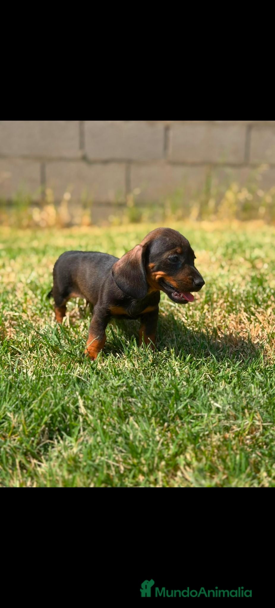 Teckel Miniatura perros Teckels Color Jabalí Hembras  - Anuncio 30