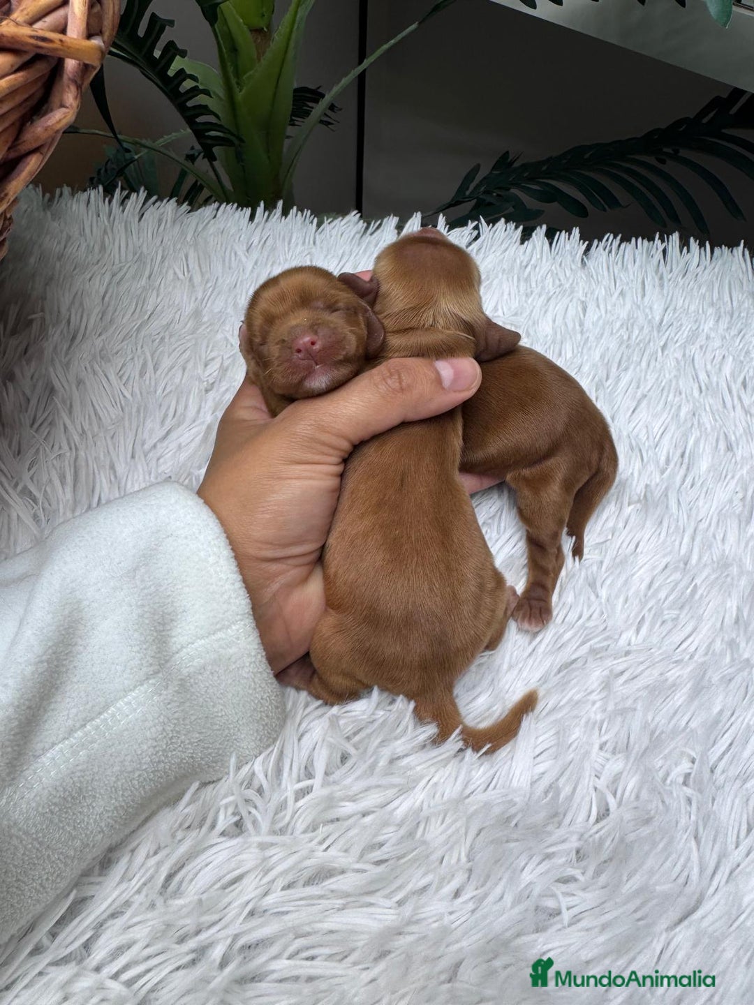 Cocker Spaniel Inglés perros en venta: COCKER SPANIEL INGLES - Anuncio 3