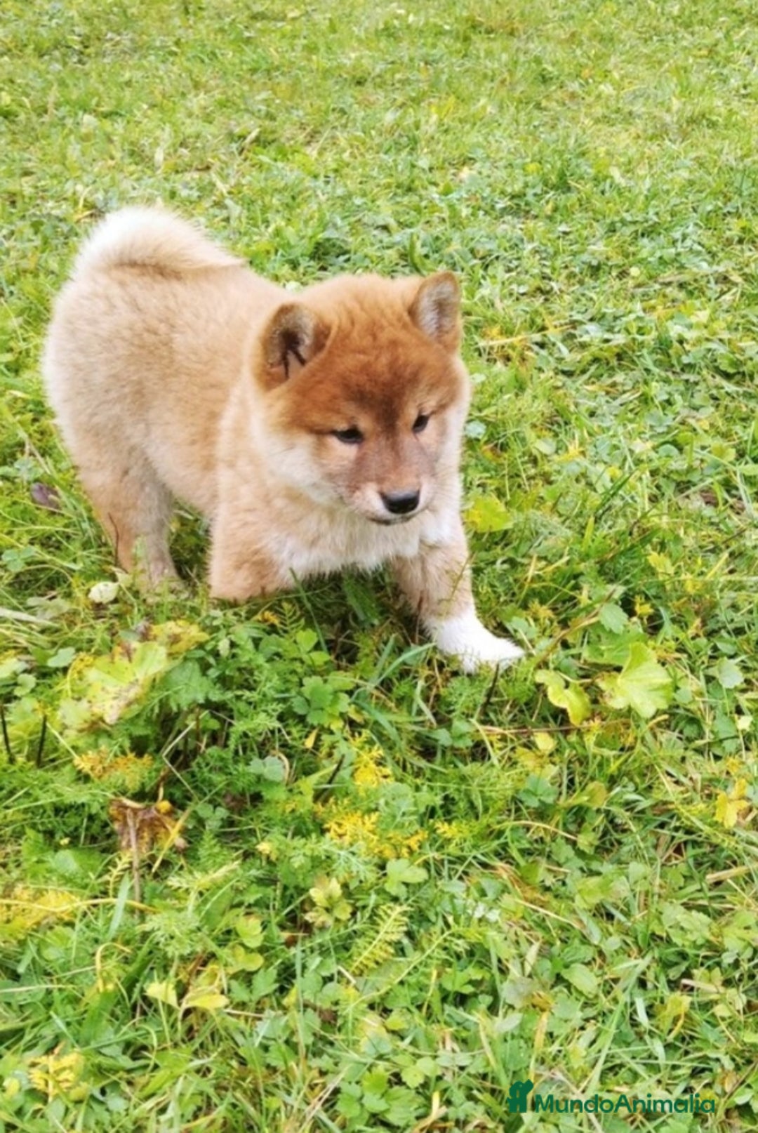 Shiba Inu perros en venta: CACHORROS SHIBA INU - Imagen 3