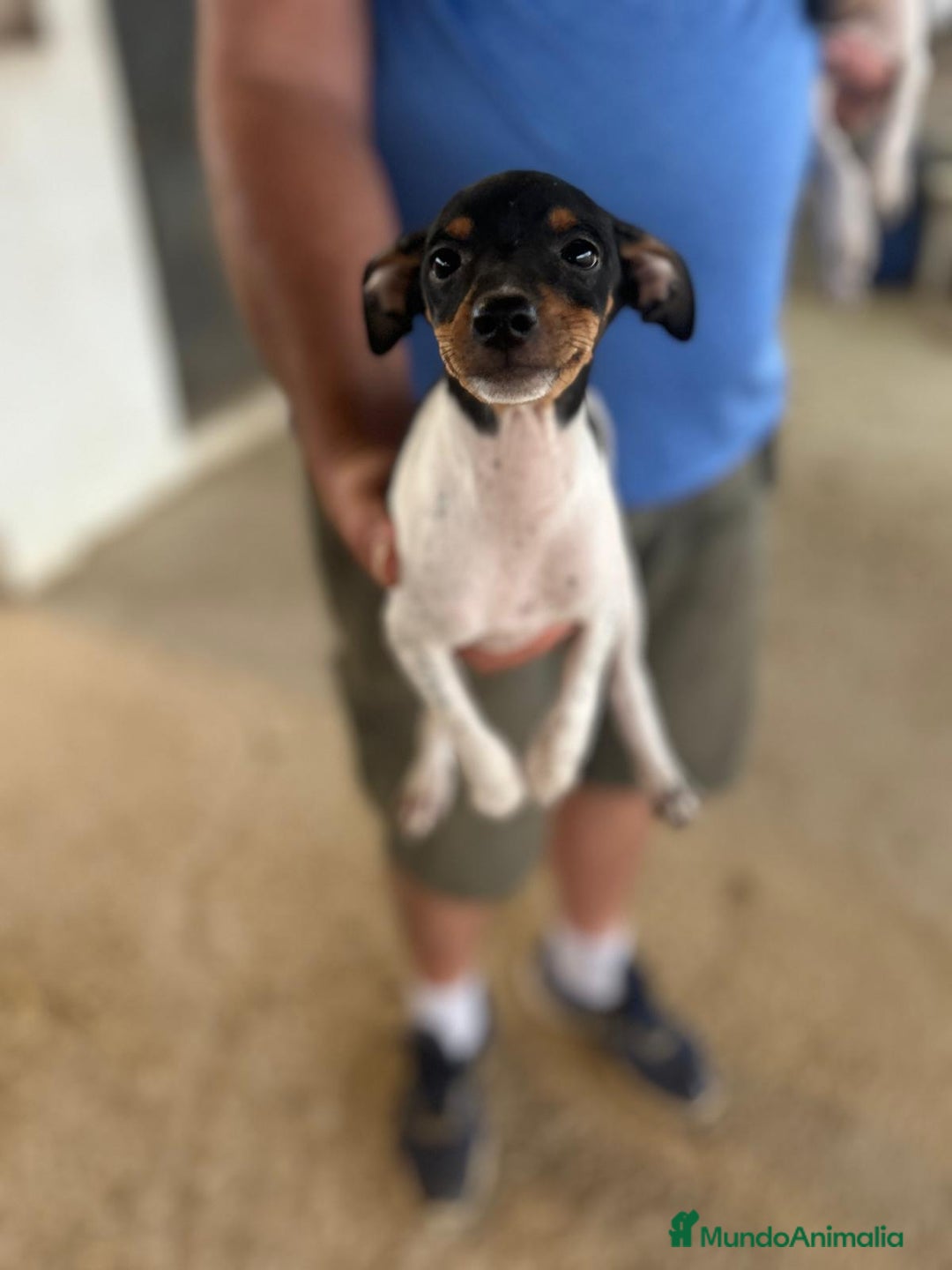 Gos Rater Valencià perros en venta: Ratonero valenciano - Imagen 2