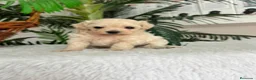 Maltipoo perros en venta: MALTIPOO MACHO - LINEA COREANA - Anuncio 12