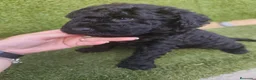 Perro de Agua Español perros en venta: Ultimo Cachorro 🖤 en Madrid - Anuncio 1