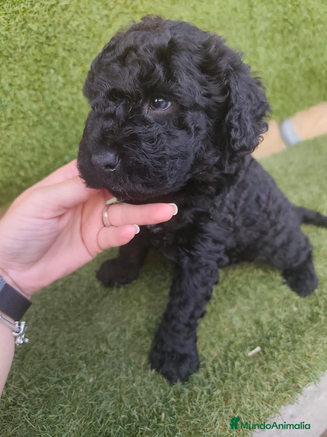 Perro de Agua Español perros en venta: Ultimo Cachorro 🖤 en Madrid - Anuncio 1
