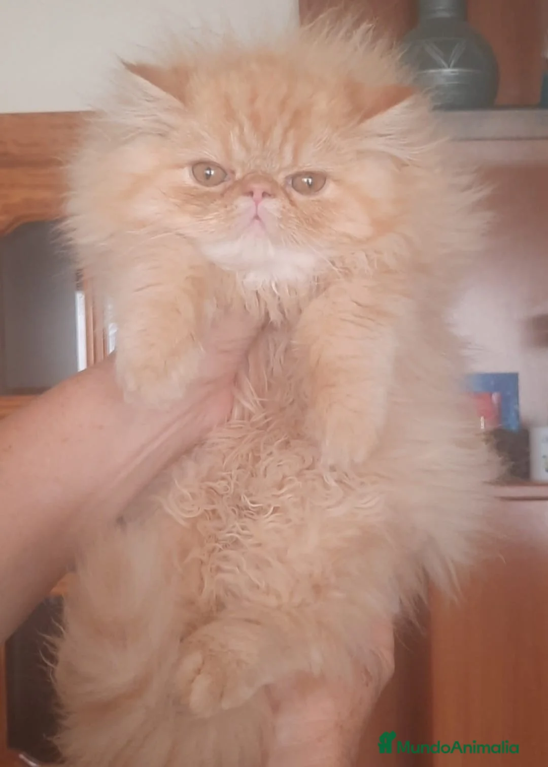 Himalayo gatos en venta: GATITOS PERSAS HIMALAYOS - Anuncio 8