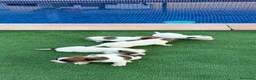 Jack Russell Terrier perros en venta: Jack russell terrier  - Anuncio 6