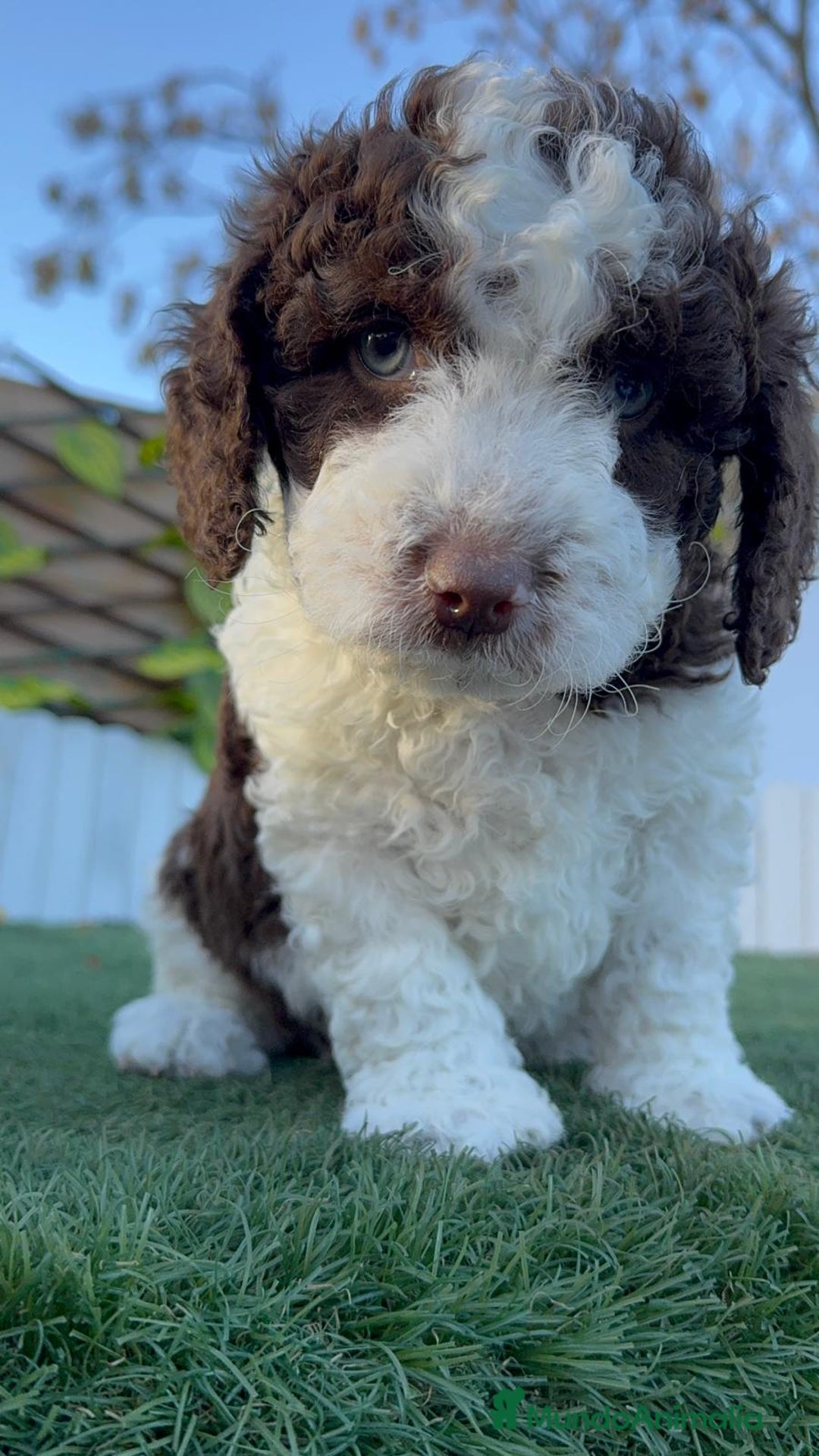 Perro de Agua Español perros en venta: PERRO DE AGUA ESPAÑOL - Anuncio 14