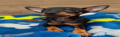 Pinscher Miniatura 1