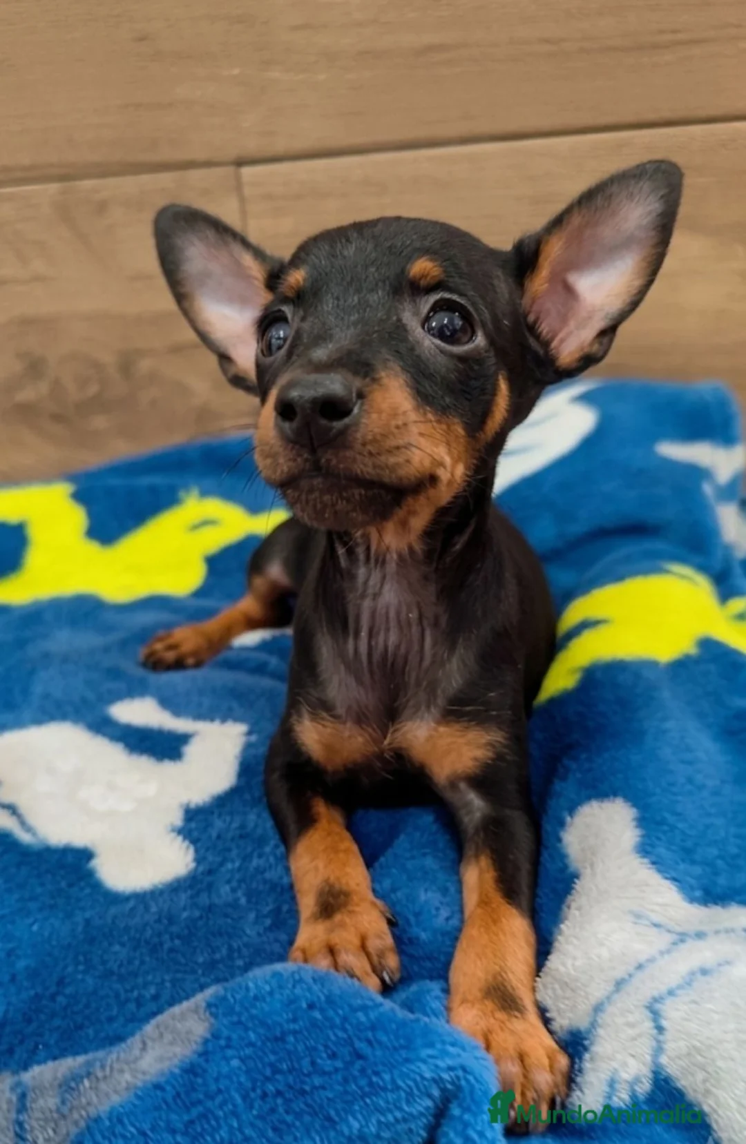 Pinscher Miniatura perros en venta: Pincher miniatura - Anuncio 4