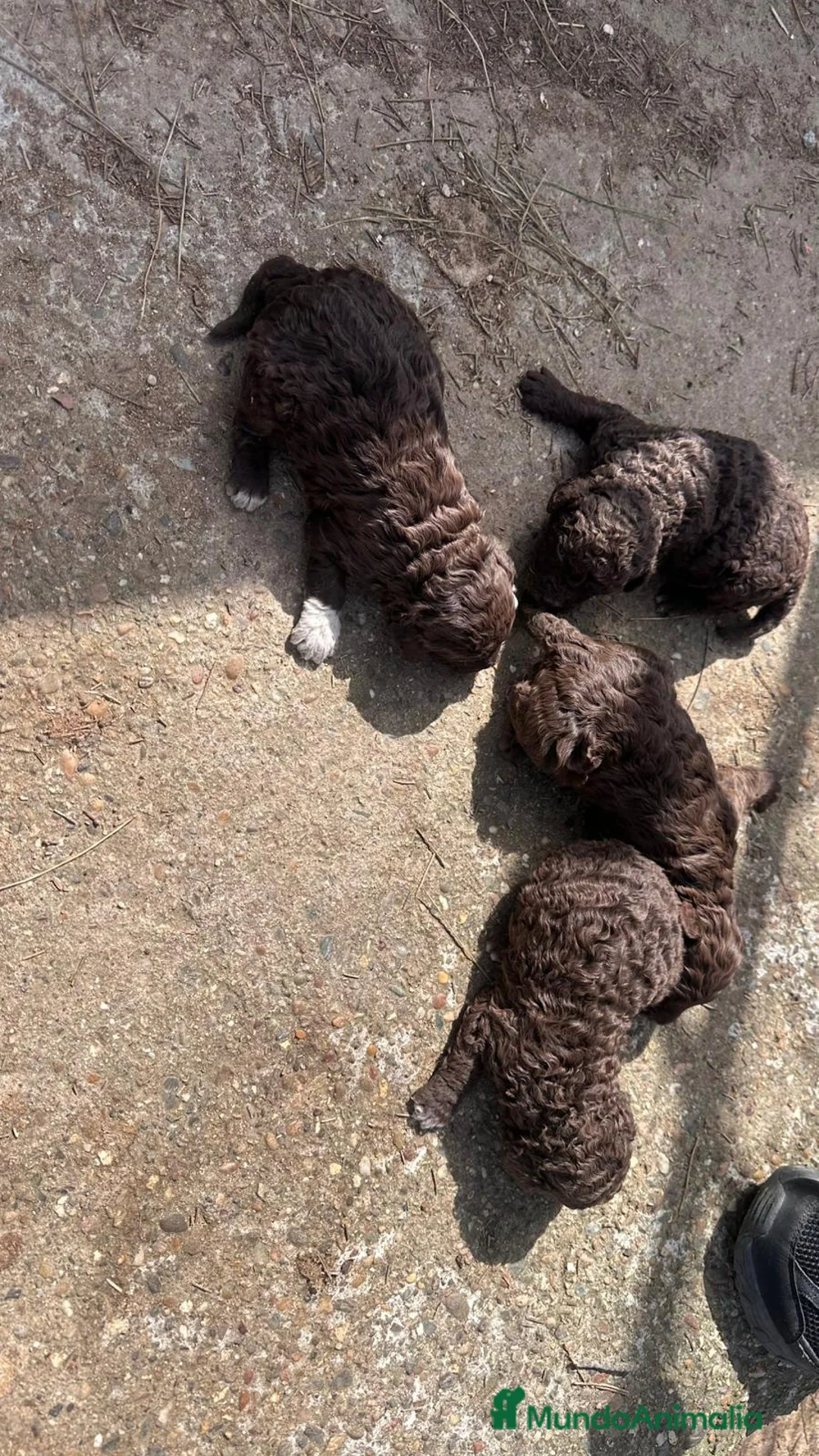 Perro de Agua Español perros en venta: PERRO DE AGUA ESPAÑOL - Anuncio 12