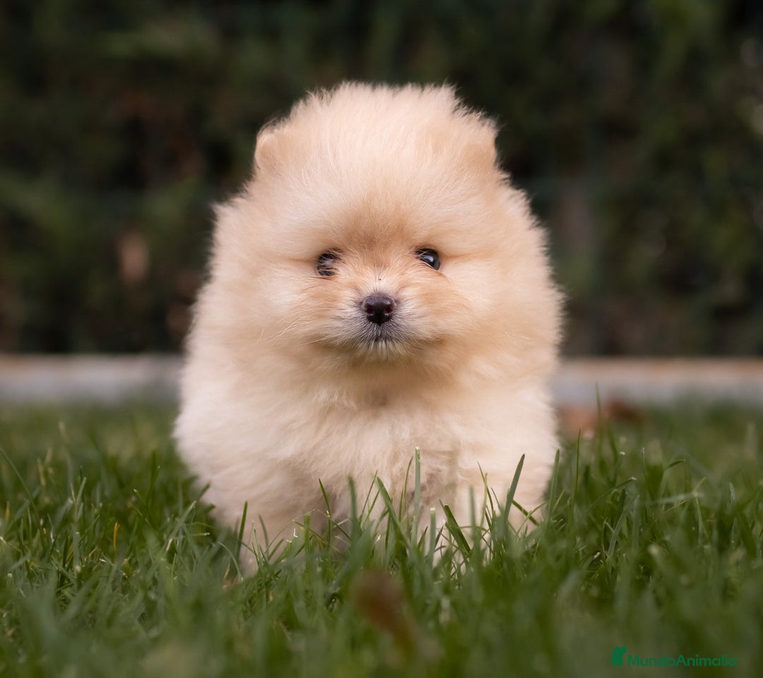 Pomerania perros en venta: Camada Pomerania toy - Anuncio 3
