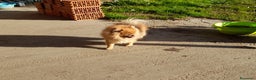 Pomerania perros en venta: Pomerania de Lulú en Badajoz - Anuncio 2