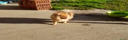 Pomerania perros en venta: Pomerania de Lulú en Badajoz - Anuncio 2