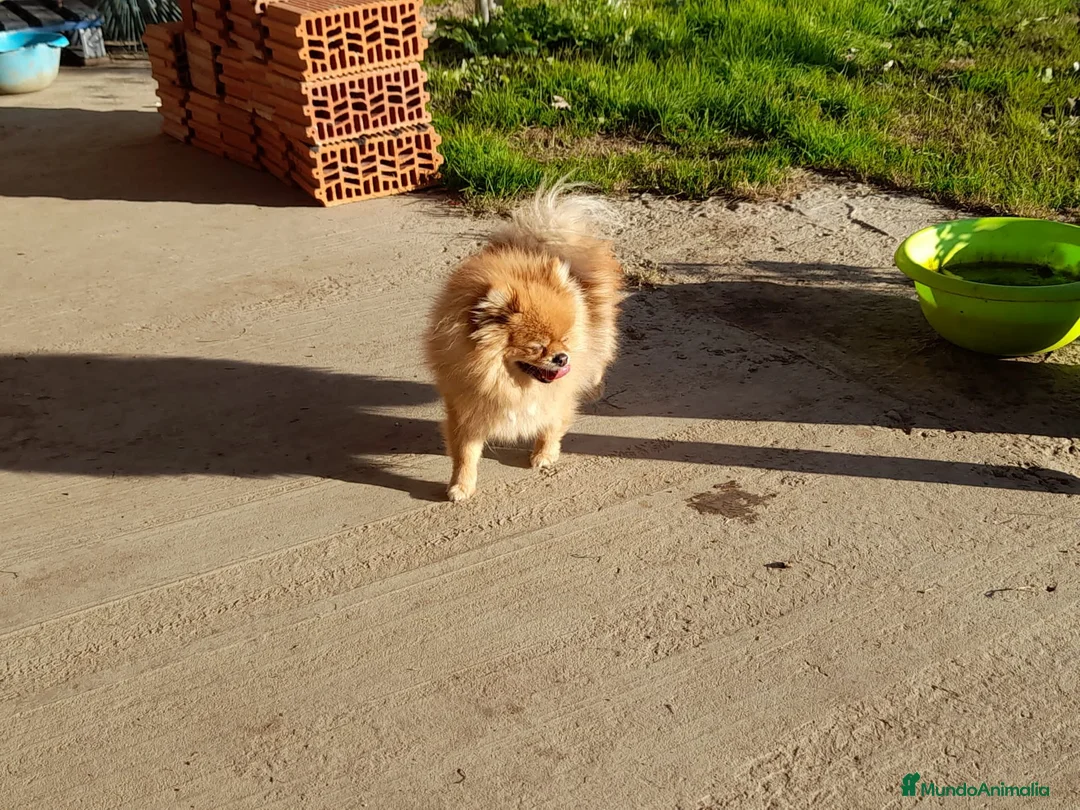 Pomerania perros en venta: Pomerania de Lulú en Badajoz - Anuncio 2