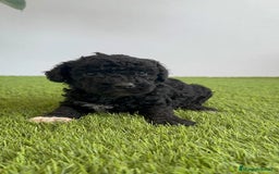 Perro de Agua Español perros en venta: PERRO DE AGUA ESPAÑOL HEMBRA - Imagen 8