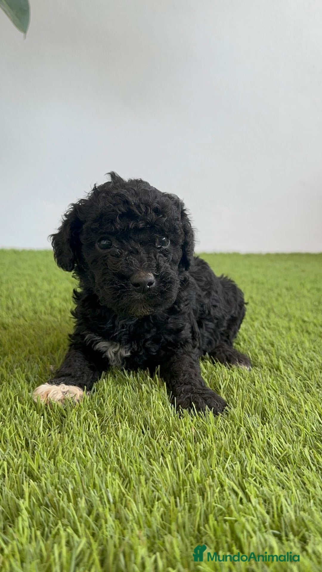 Perro de Agua Español perros en venta: PERRO DE AGUA ESPAÑOL HEMBRA - Imagen 8