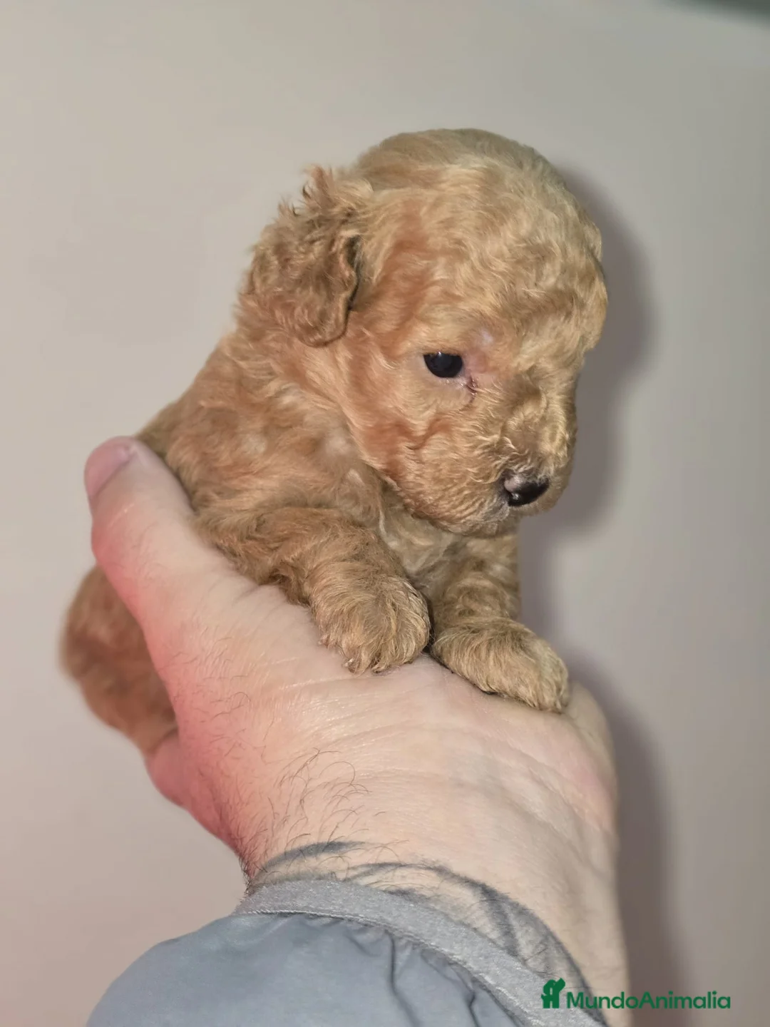 Caniche Toy perros en venta: Caniche toy en venta sevilla - Anuncio 1