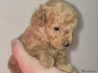 Caniche Toy perros Caniche toy en venta sevilla - Anuncio 2