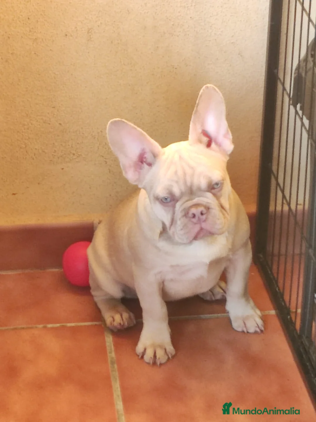 Bulldog Francés perros en venta: Isabella Fawn productora de New Shade 4 meses de e en Madrid - Anuncio 2
