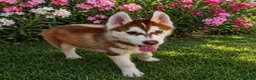 Husky Siberiano perros en venta: Husky siberiano color chocolate  - Anuncio 3