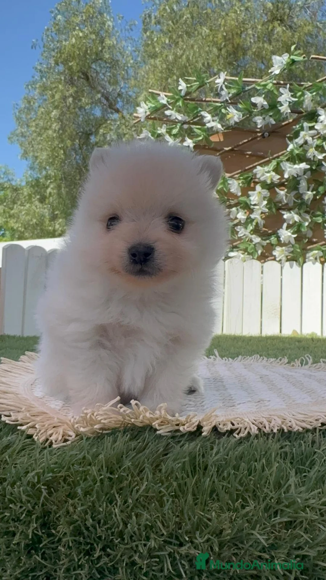 Pomerania perros en venta: POMERANIA  - Anuncio 2