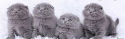 Scottish Fold gatos en venta: Scottish fold - Anuncio 3