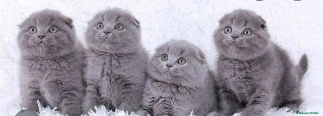 Scottish Fold gatos en venta: Scottish fold - Anuncio 3