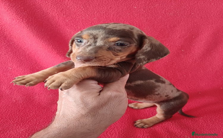 Teckel Miniatura perros - Anuncio 3