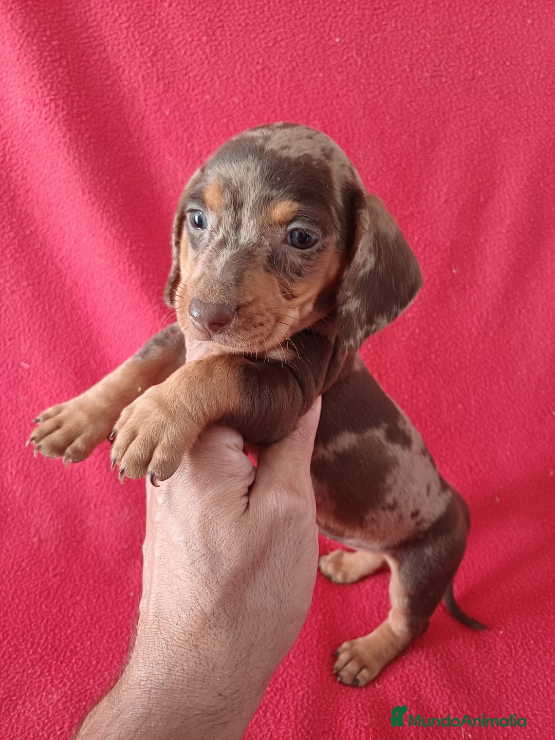 Teckel Miniatura perros en venta: Teckel Miniatura Arlequin  - Imagen 1