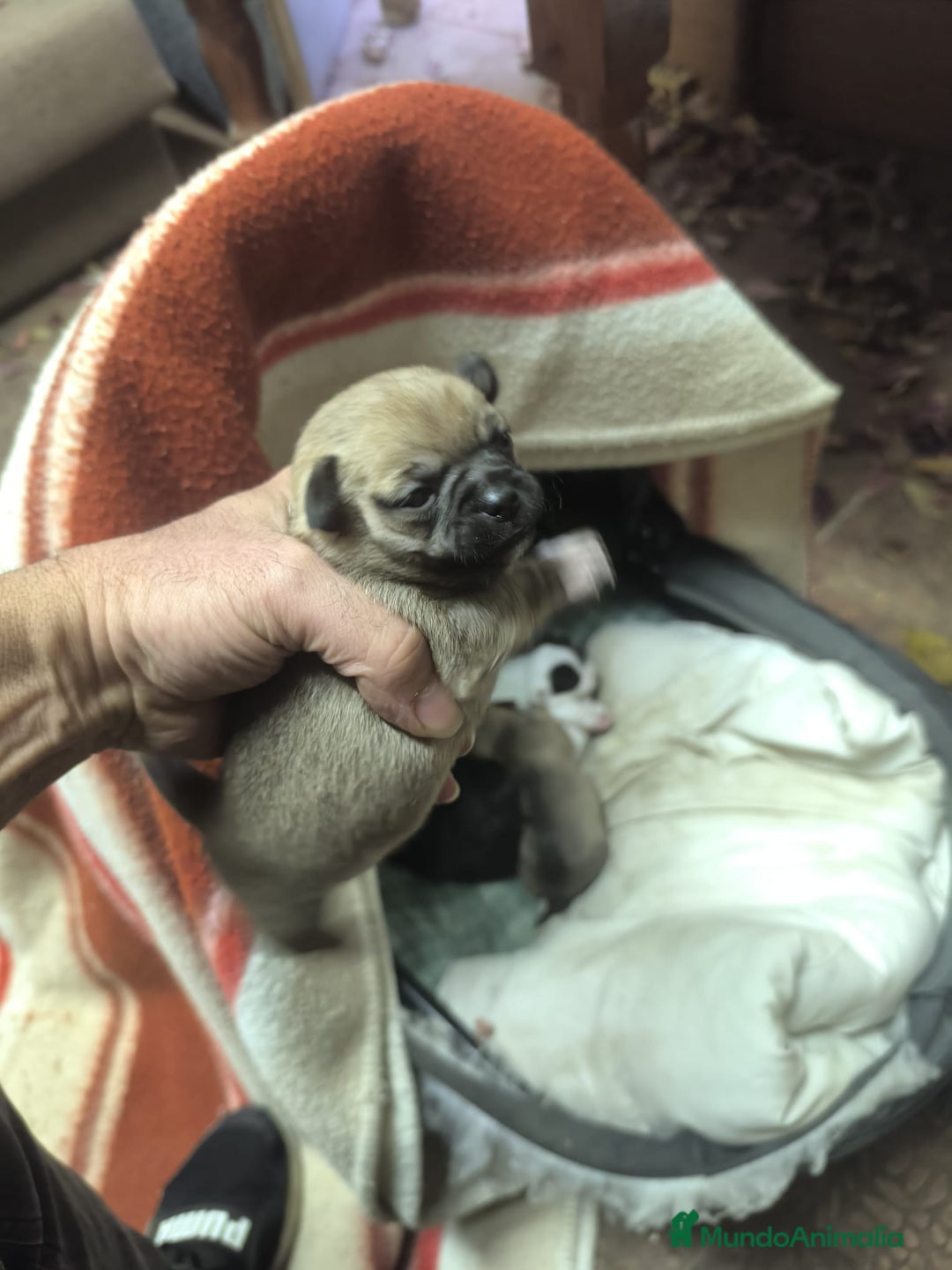 Chihuahua perros en venta: Chihuahuas tea cup Exclusivos - Anuncio 5