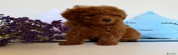Caniche Toy perros en venta: Caniche toy hembra disponible tacita de té! - Anuncio 3