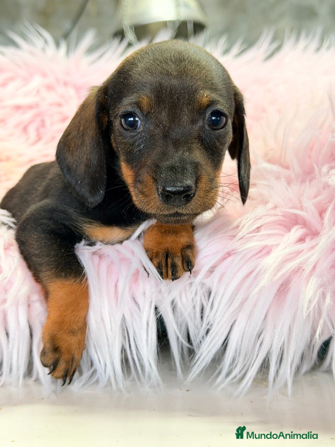 Teckel Miniatura perros en venta: Teckel hoja seca Kaninchen  - Anuncio 4