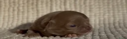 Chihuahua perros en venta: CHIHUAHUA HEMBRA LILAC PELO LARGO LÍNEA RUSA - Anuncio 3