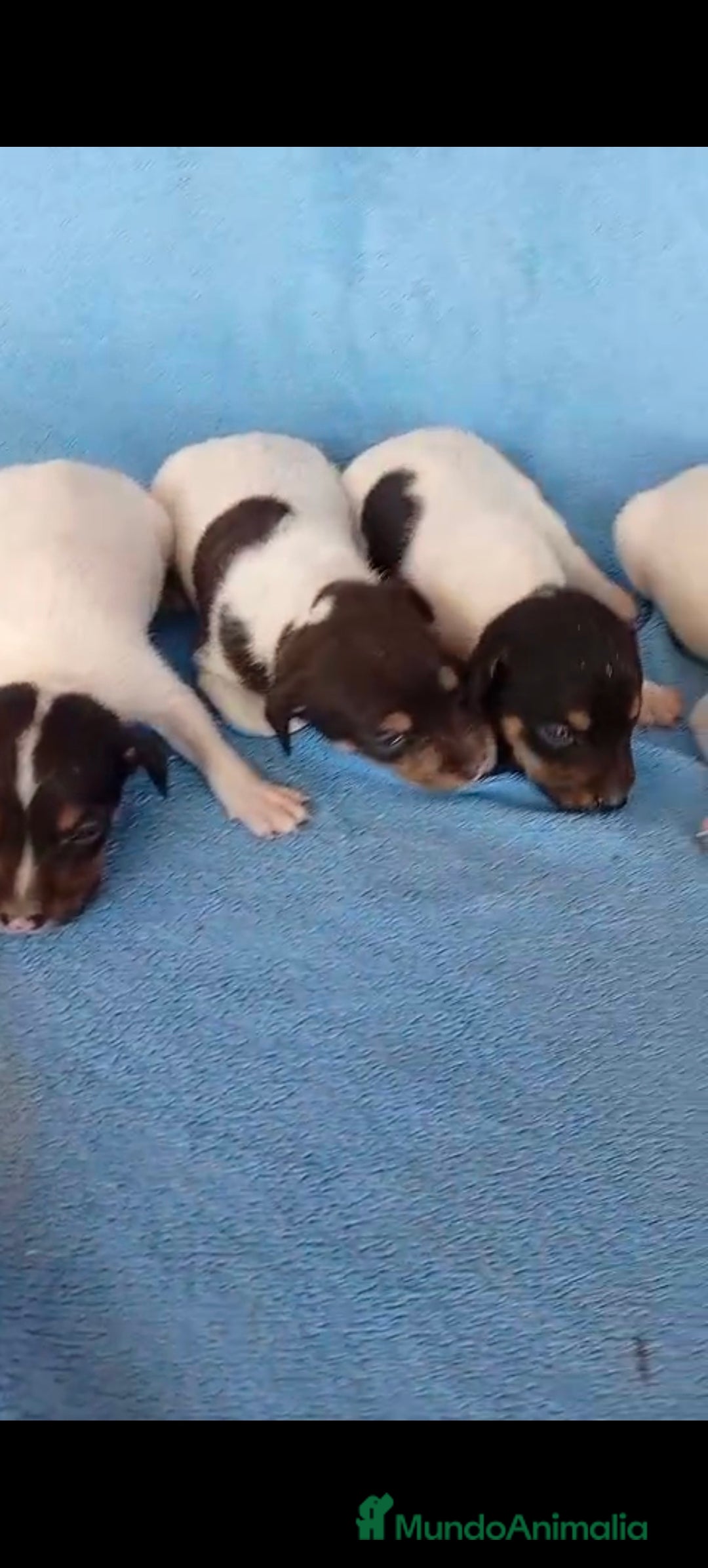 Ratonero Bodeguero Andaluz perros en venta: Bodeguero blue  - Imagen 3