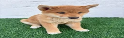 Shiba Inu perros en venta: Shiba Inu - Anuncio 11
