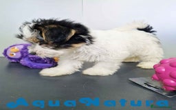 Biewer Yorkshire Terrier a la Pom Pon perros en venta: Yorkshire Biewer Hembra CJMM 1764 AQUANATURA - Imagen 5