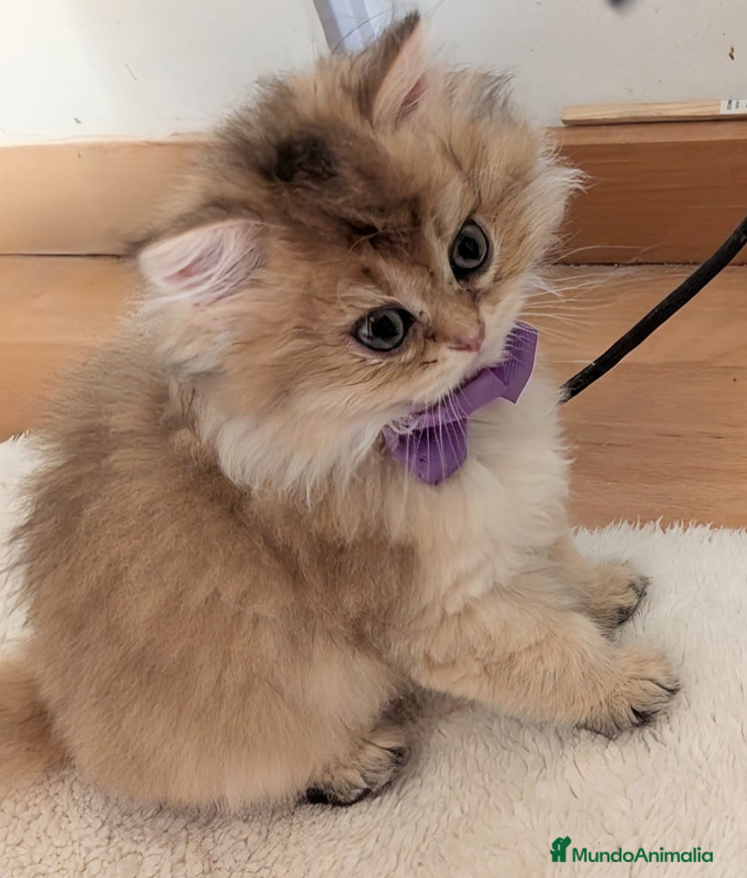 Británico de Pelo Largo gatos en venta:  2gatitos color exclusivo british golden longhair  - Anuncio 13