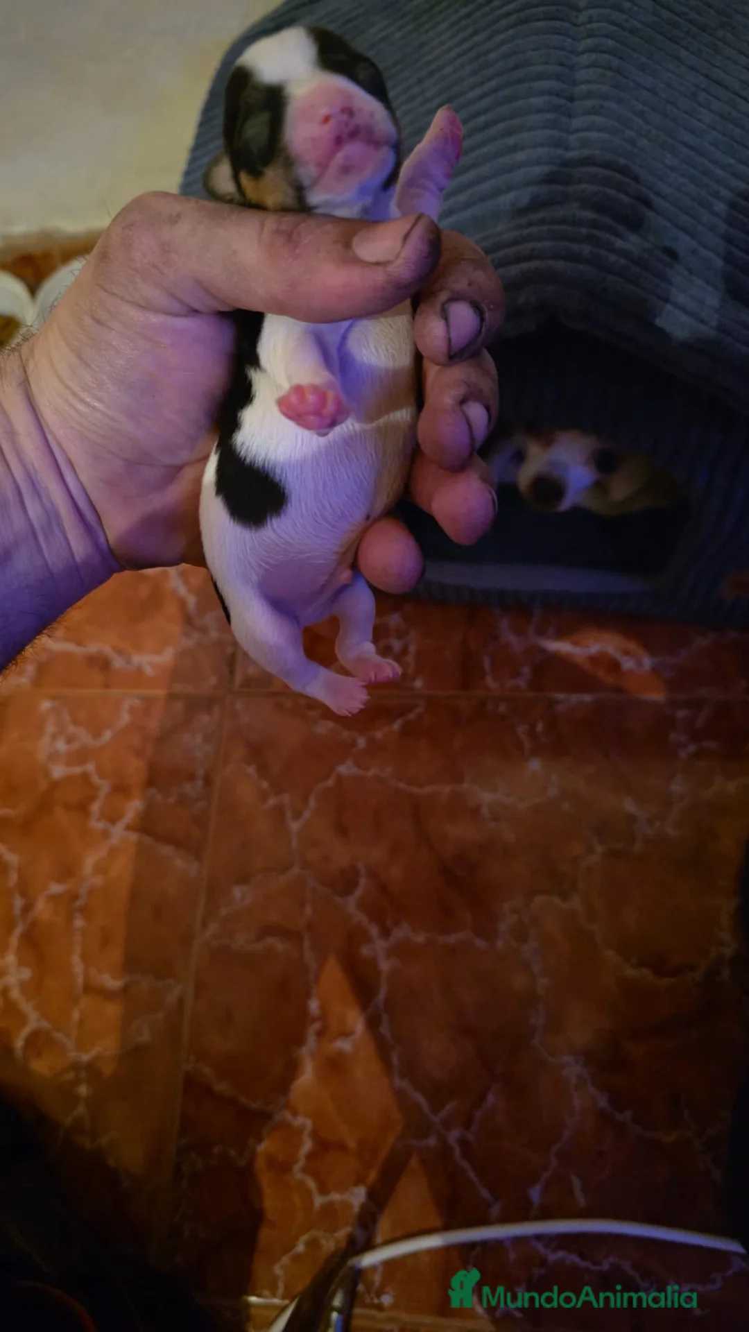 Chihuahua perros en venta: Chihuahuas ya puedes reservar el tuyo  - Anuncio 3