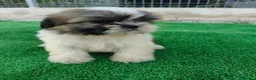 Shih Tzu perros en venta: shih tzu - Anuncio 11