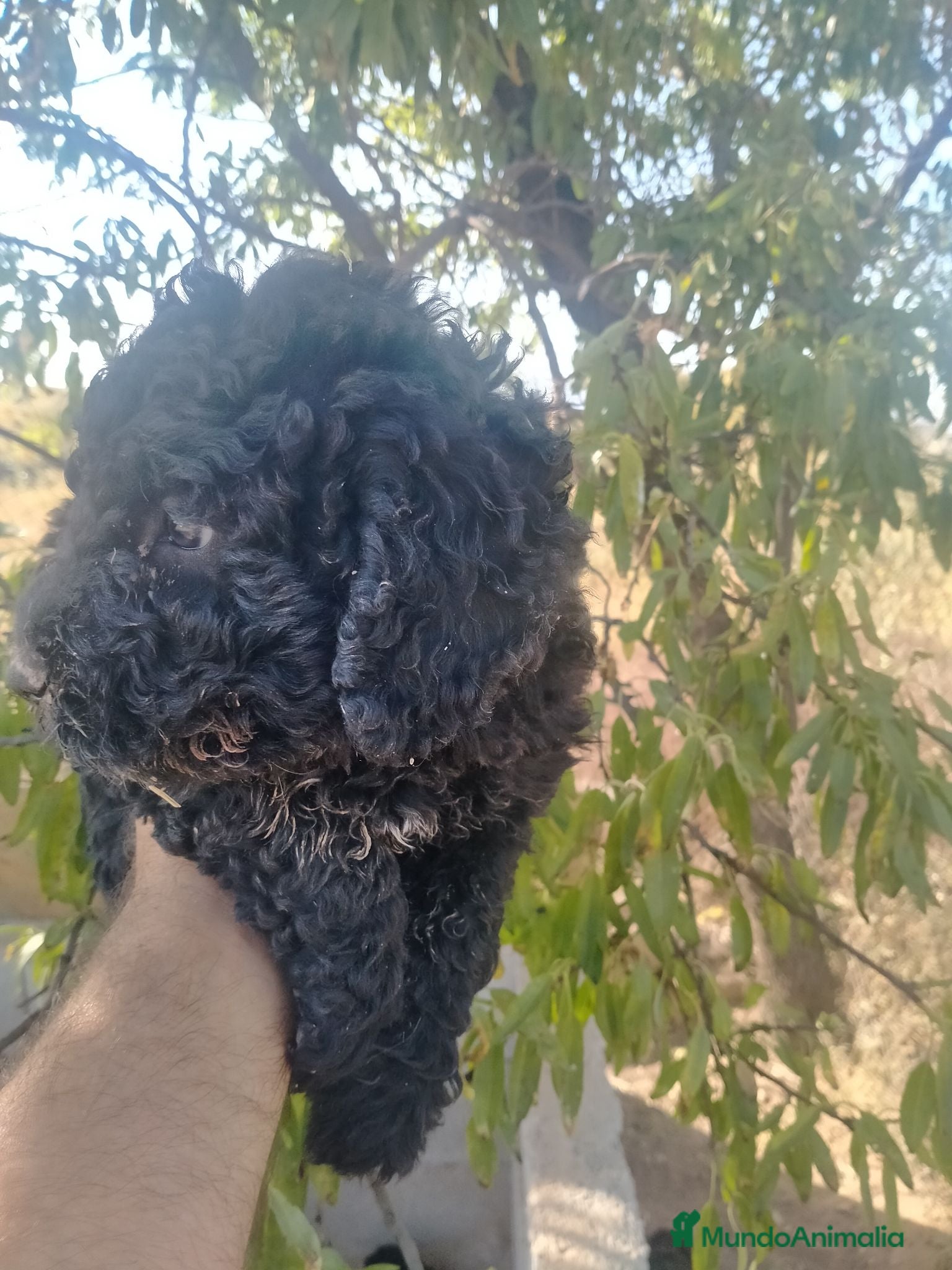 Perro de Agua Español perros Perros de agua - Anuncio 3