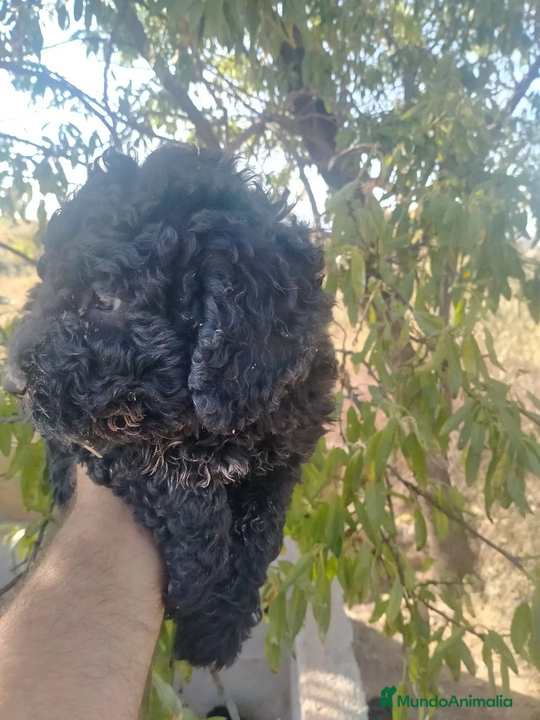 Perro de Agua Español perros en venta: Perros de agua - Anuncio 1