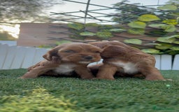 Cocker Spaniel Inglés perros en venta: COCKER SPANIEL INGLES MACHO  - Imagen 15