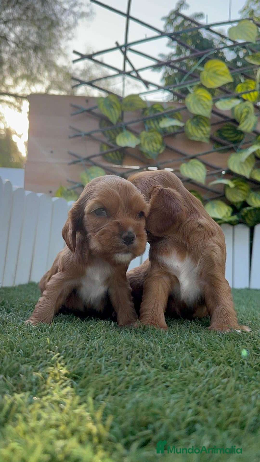 Cocker Spaniel Inglés perros en venta: COCKER SPANIEL INGLES MACHO  - Imagen 15