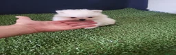 Pomerania perros en venta: lulu de Pomerania - Anuncio 4