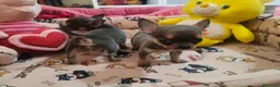 Chihuahua perros en venta: Chihuahua Toy Blue - Anuncio 5