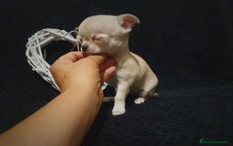 Chihuahua perros en venta: Chiguagua - Imagen 1